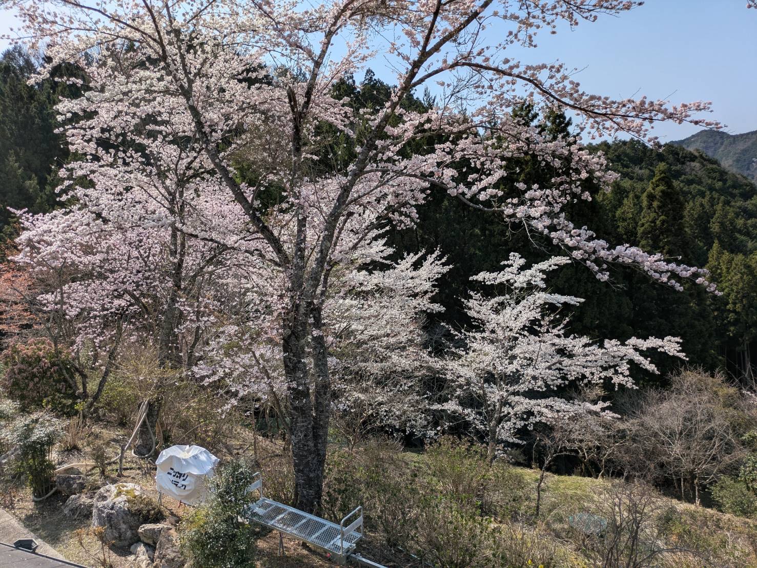 桜、満開ですの写真